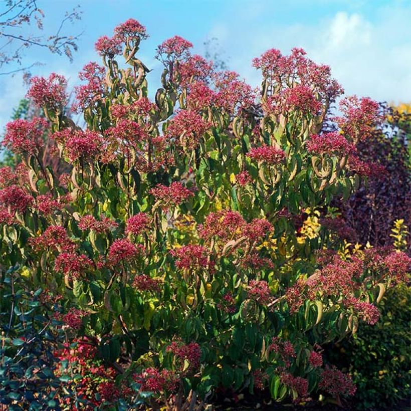Heptacodium miconioides (Plant habit)
