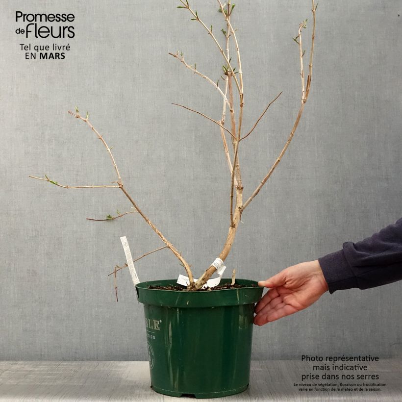 Example of Heptacodium miconioides Vaso da 7,5L/10L as you get in printemps