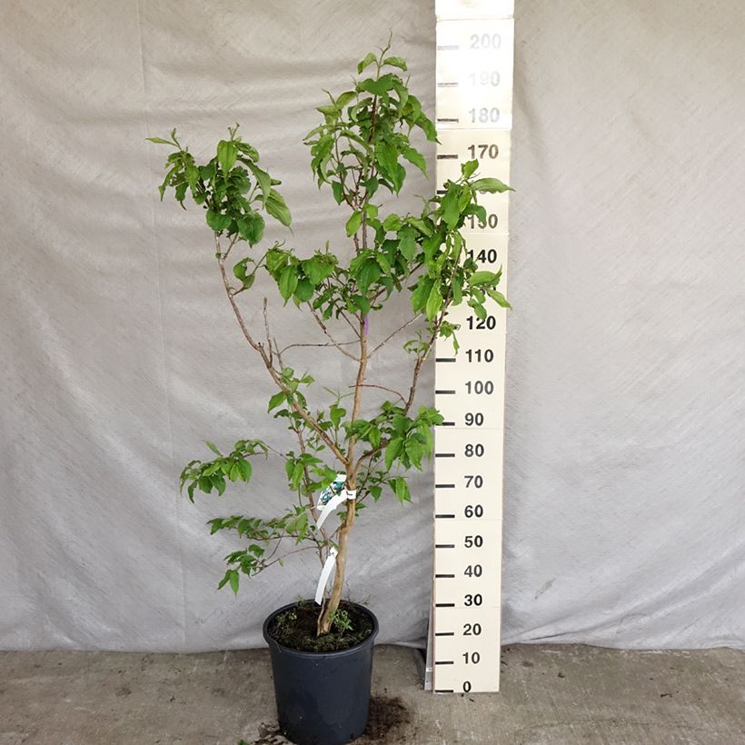 Example of Heptacodium miconioides Vaso da 20L/25L as you get in printemps