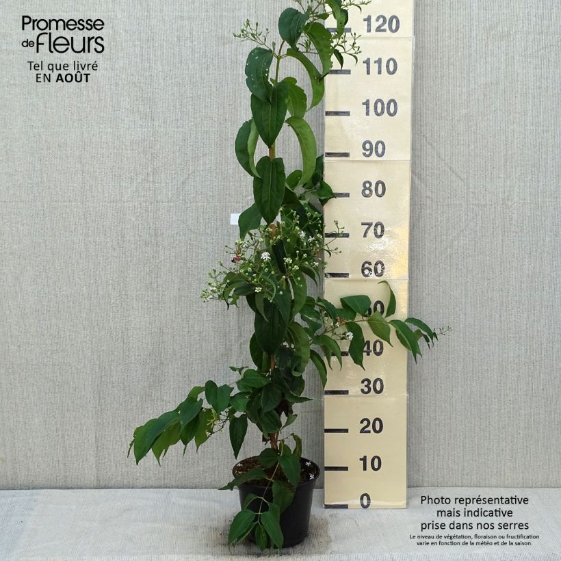 Esemplare di Heptacodium miconioides Temple of Bloom Vaso da 4L/5L consegnato in estate