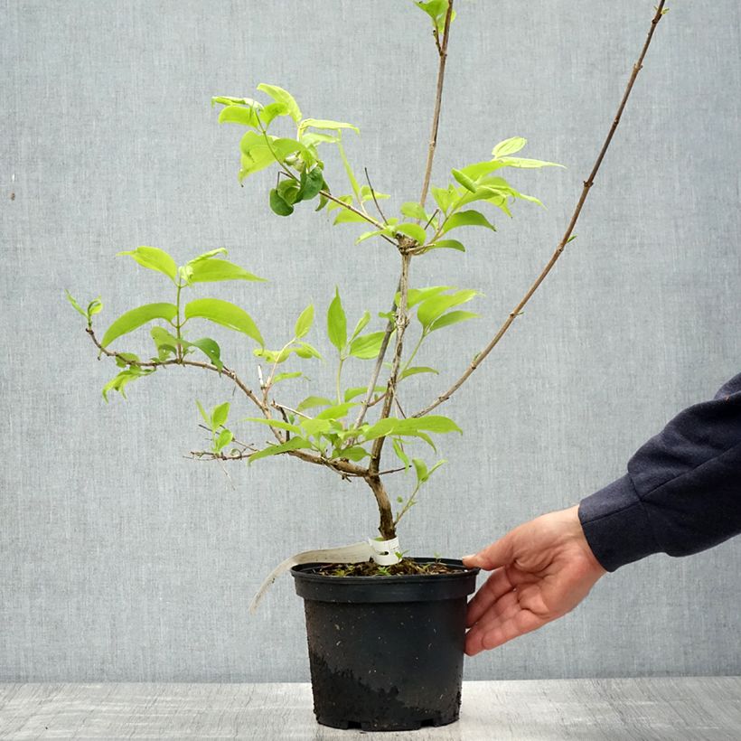 Example of Heptacodium miconioides Tianshan Vaso da 3L/4L as you get in printemps