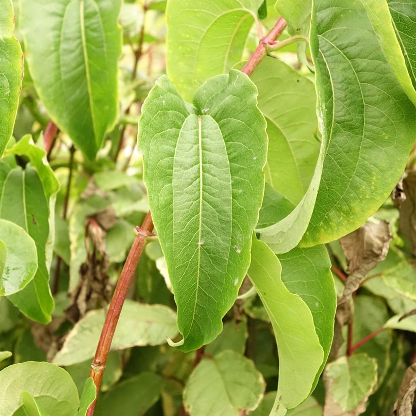 Heptacodium miconioides Tianshan (Foliage)