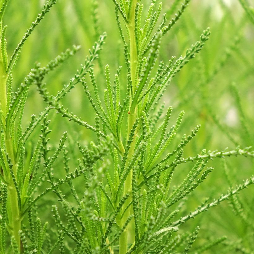 Santolina viridis - Erba oliva (Fogliame)