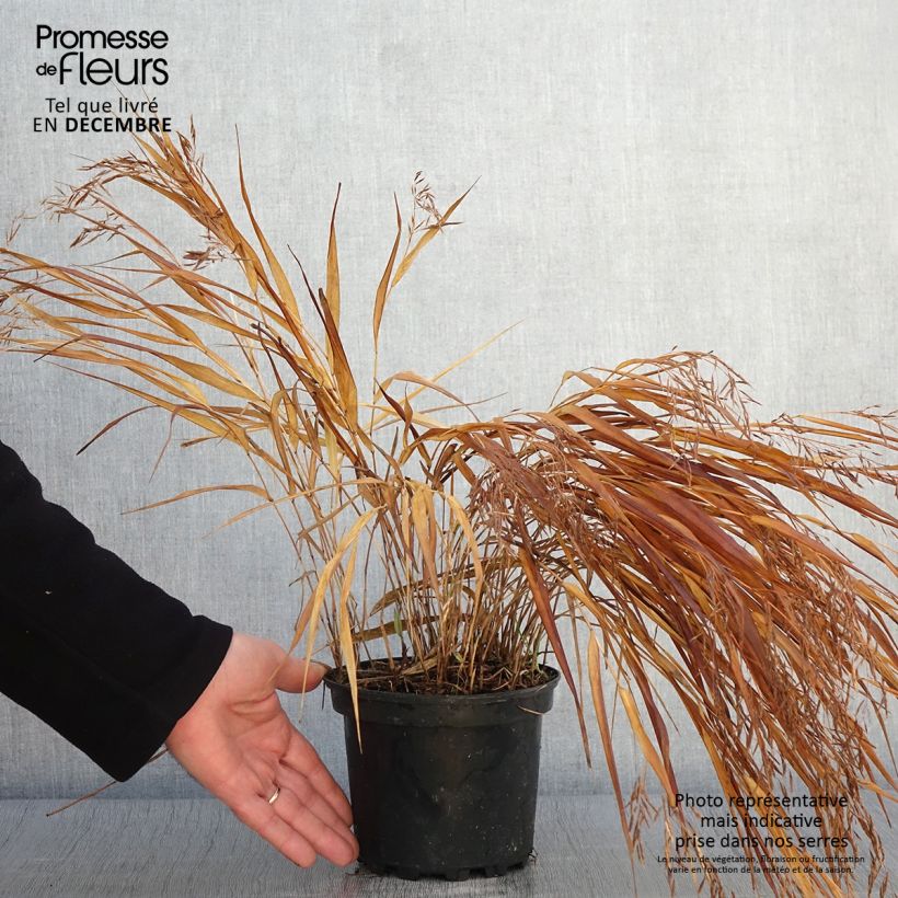Esemplare di Herbe du Japon - Hakonechloa macra Albostriata Pot de 2L/3L come consegnato in autunno