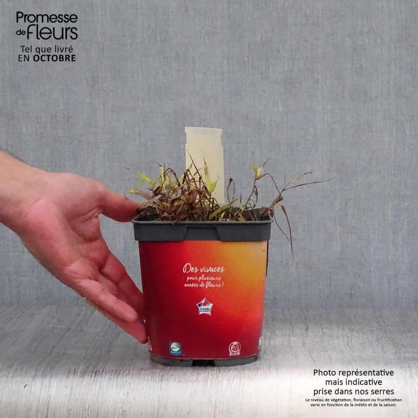 Esemplare di Hakonechloa macra All Gold - Erba della foresta giapponese Vaso da 2L/3L come consegnato in autunno