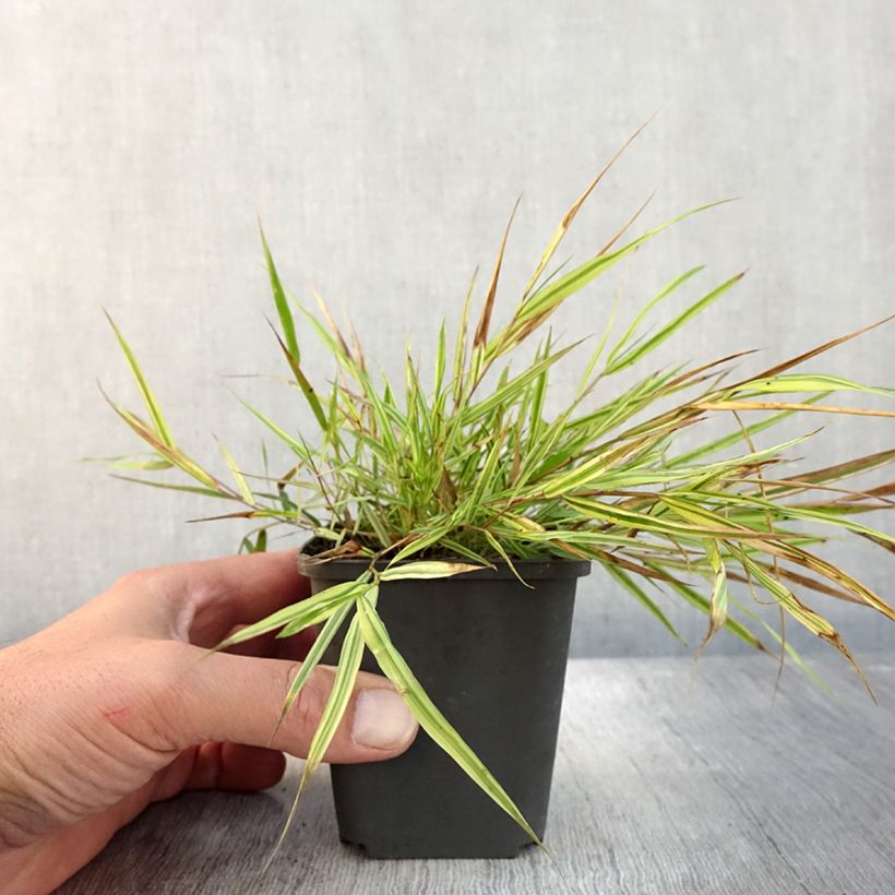 Esemplare di Hakonechloa macra Mulled Wine - Erba della foresta giapponese Vasetto da 8/9 cm come consegnato in autunno