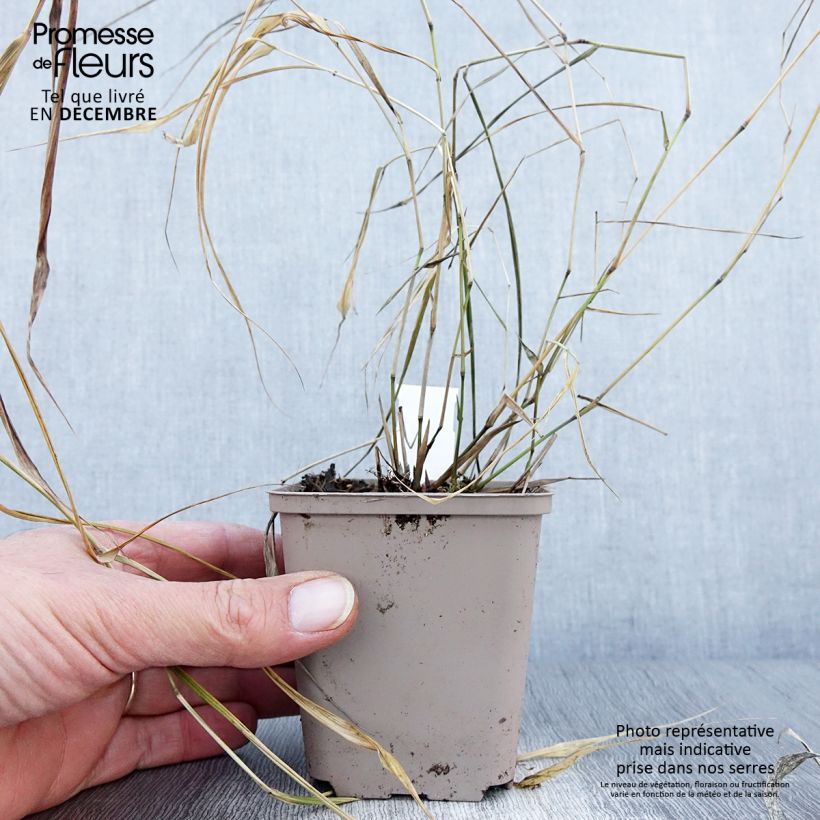 Esemplare di Herbe du Japon - Hakonechloa macra Nicolas Godet de 8/9 cm come consegnato in autunno