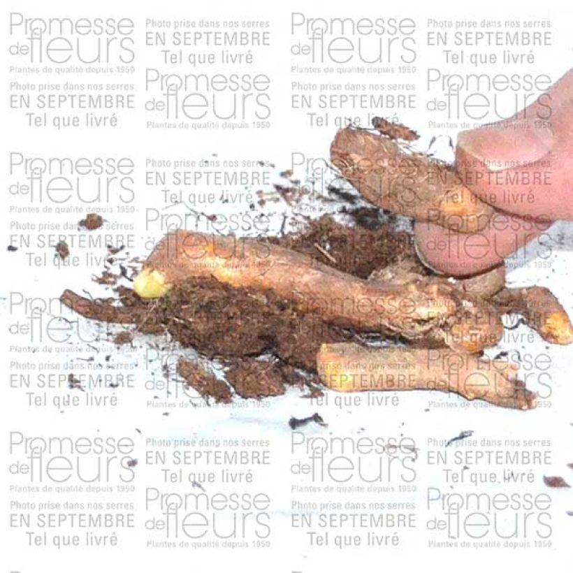 Esempio di esemplare Iris tuberosus - Bellavedova Bulbo come consegnato