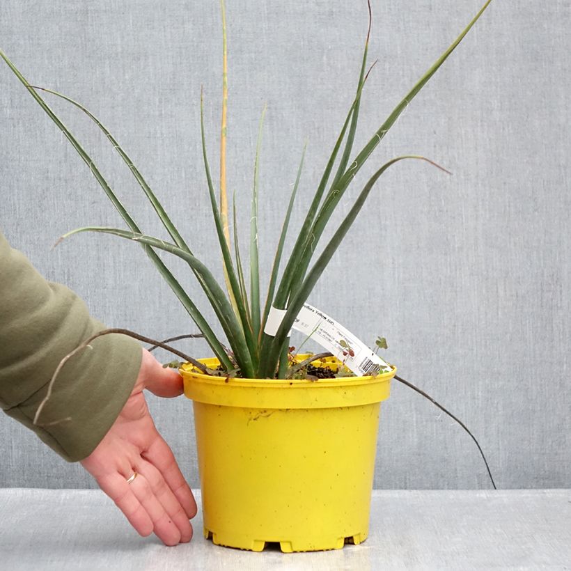 Example of Hesperaloe parviflora Yellow Sun - Yucca rossa Vaso da 3L/4L as you get in hiver