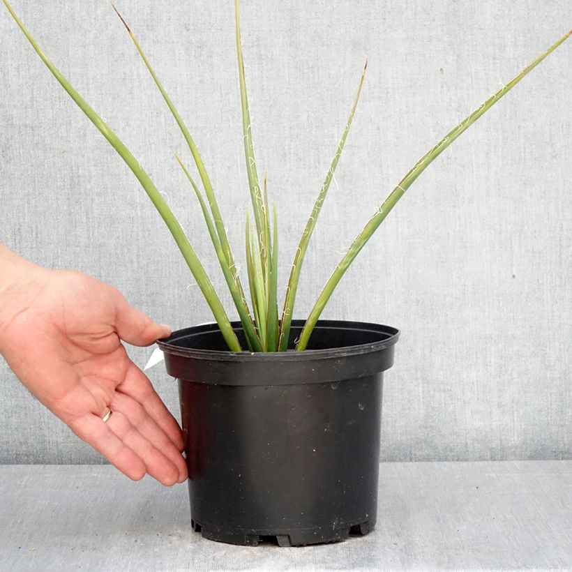 Hesperaloe parviflora Yellow Sun - Yucca rossa Vaso da 3L/4L esemplare consegnato in primavera