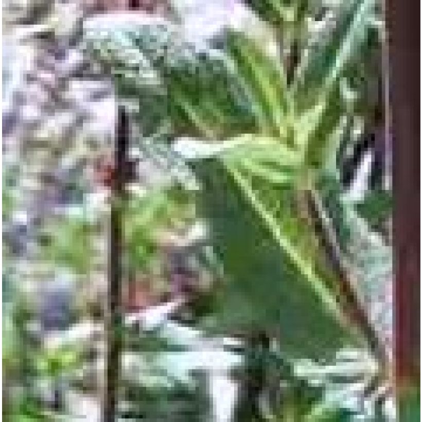 Hesperis matronalis Flore Pleno - Violaciocca antoniana (Foliage)