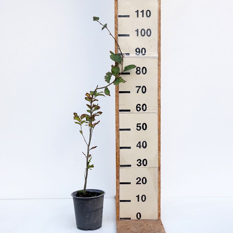 Esemplare di Fagus sylvatica - Faggio Vaso da 2L/3L come consegnato in autunno