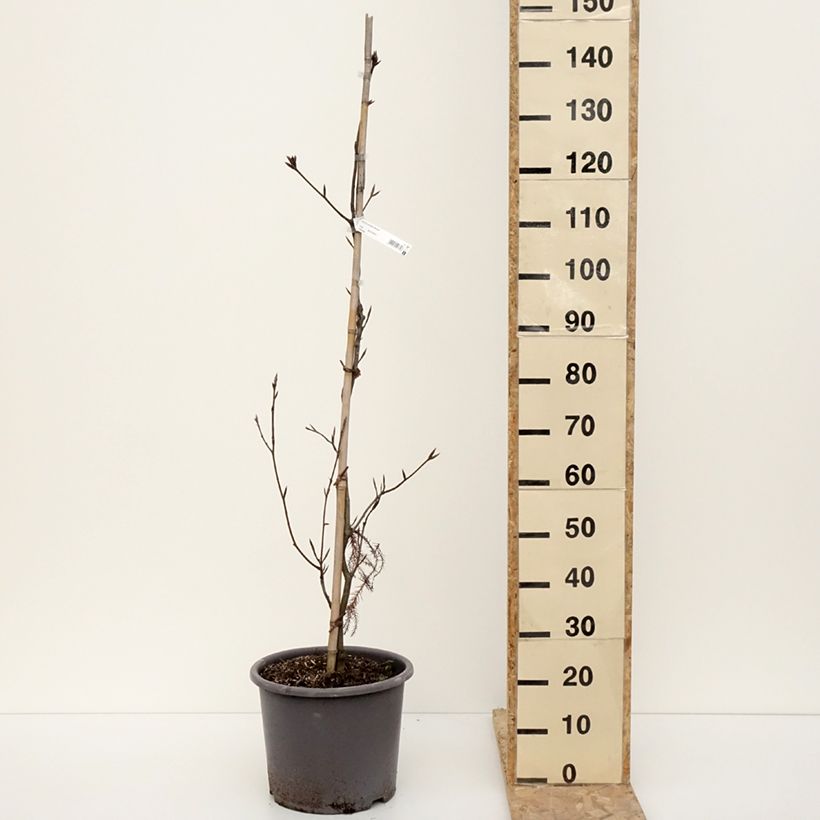 Hêtre pourpre - Fagus sylvatica Riversii Pot de 12L/15L, Baliveau esemplare consegnato in inverno
