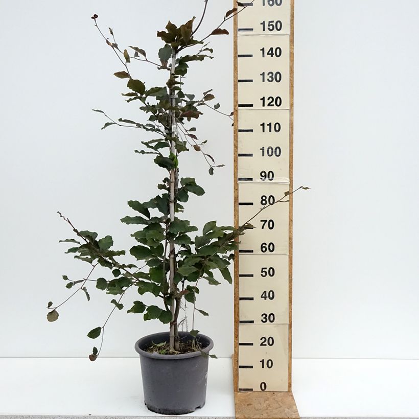Esemplare di Fagus sylvatica Riversii - Faggio ramato Vaso da 12L/15L, Astone alto consegnato in estate