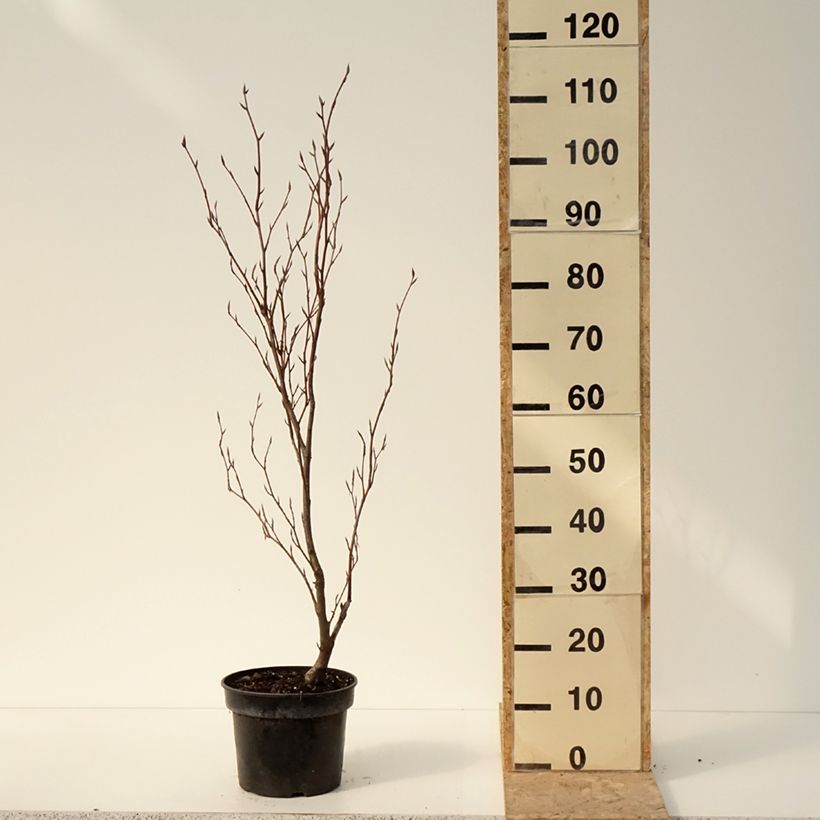 Fagus sylvatica Purpurea Nana - Faggio ramato nano Vaso da 7,5L/10L esemplare consegnato in inverno