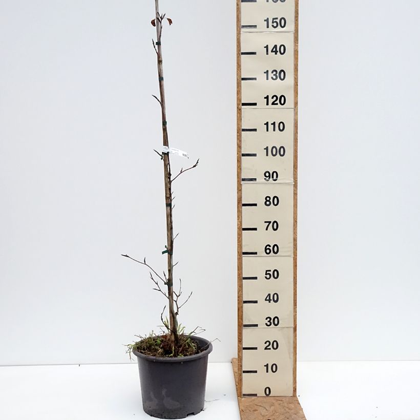 Esemplare di Fagus sylvatica Purpurea Tricolor - Faggio tricolore Vaso da 6L/7L come consegnato in autunno