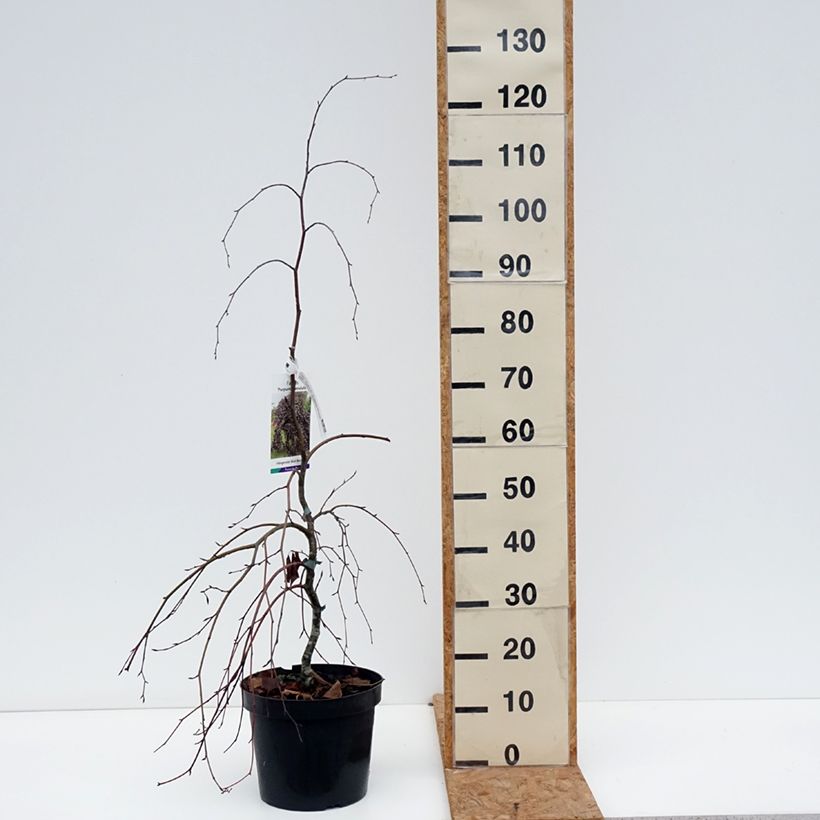Esemplare di Fagus sylvatica Purpurea Pendula - Faggio Vaso da 7,5L/10L come consegnato in autunno