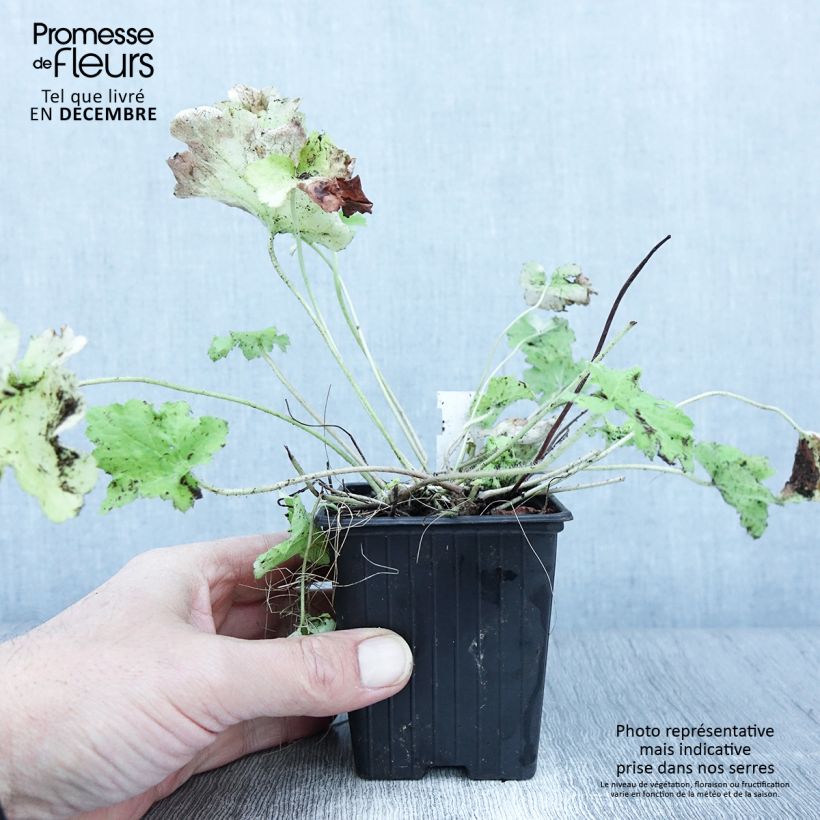 Esemplare di Heuchera Citronelle Vasetto da 8/9 cm come consegnato in autunno