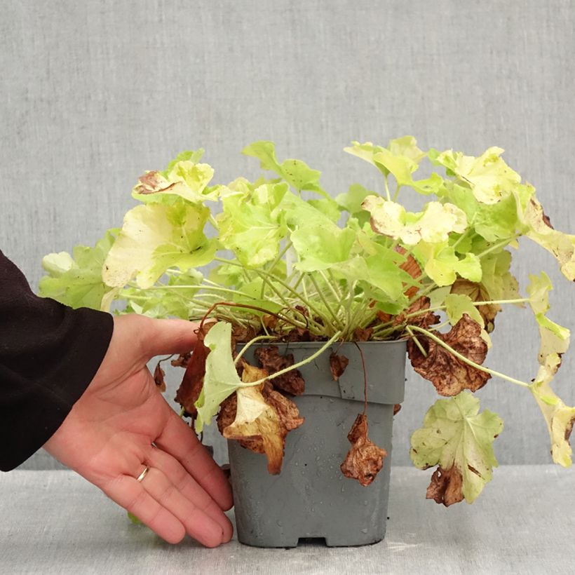 Esemplare di Heuchera Citronelle Vaso da 1,5L/2L come consegnato in autunno