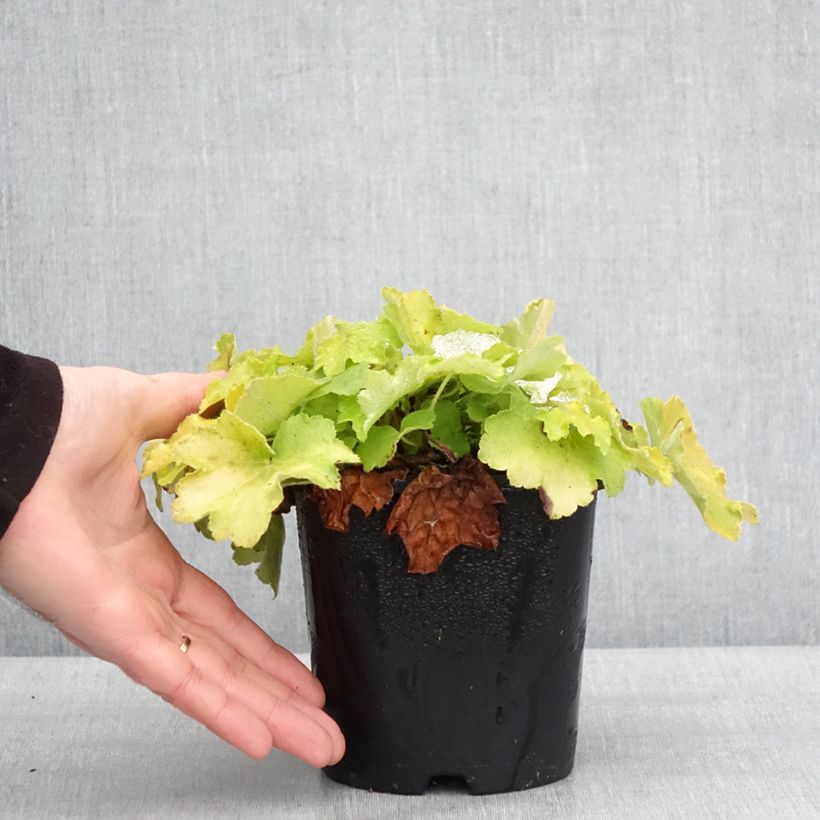 Heuchère - Heuchera Citronelle Pot de 1,5L/2L esemplare consegnato in inverno