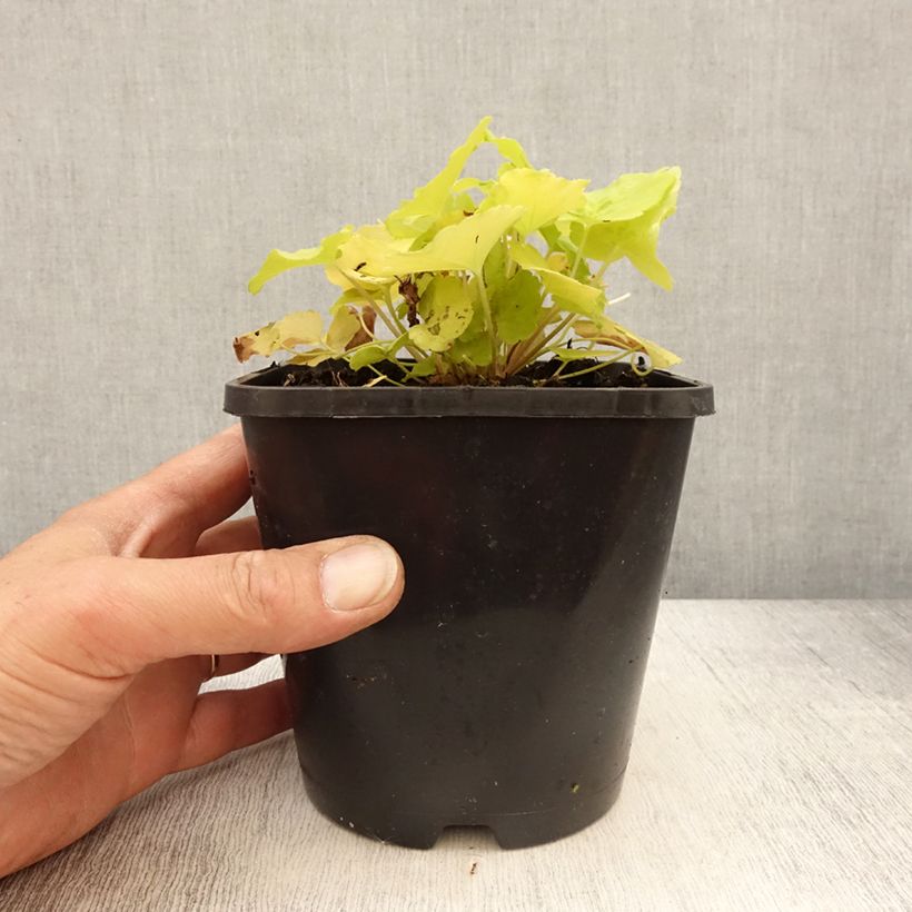 Heuchera Citronelle Vaso da 1,5L/2L esemplare consegnato in primavera
