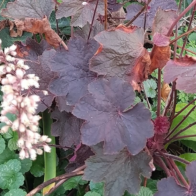 Heuchera Dark Magic (Foliage)