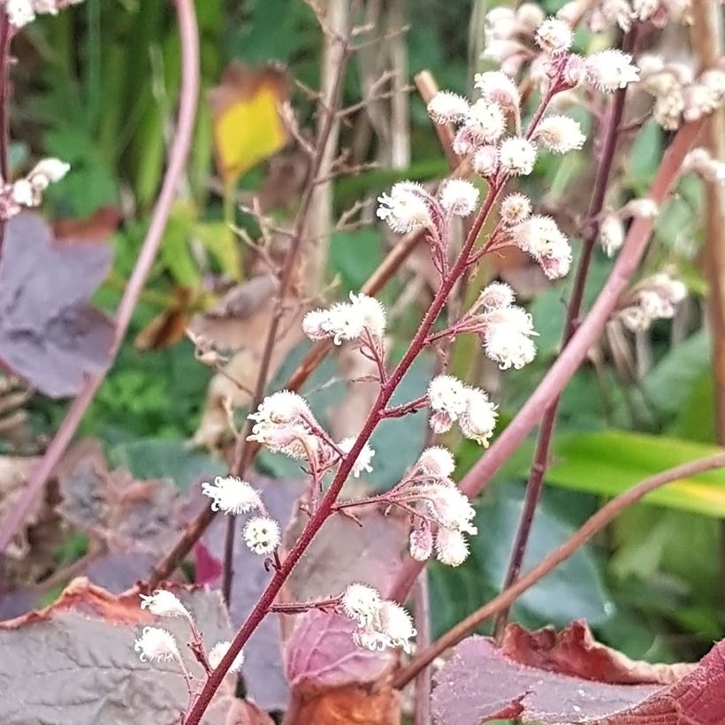 Heuchera Dark Magic (Flowering)