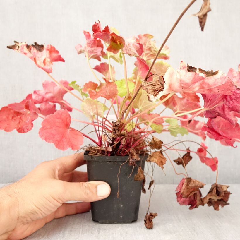 Esemplare di Heuchère - Heuchera Happy Flames Godet de 8/9 cm come consegnato in autunno