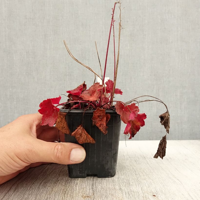 Esemplare di Heuchera Little Cutie Blondie Vasetto da 8/9 cm come consegnato in autunno