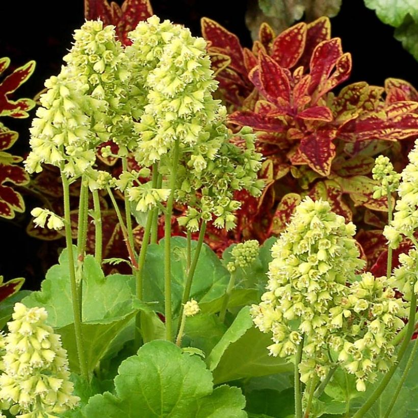 Heuchera Little Cutie Blondie in Lime (Flowering)