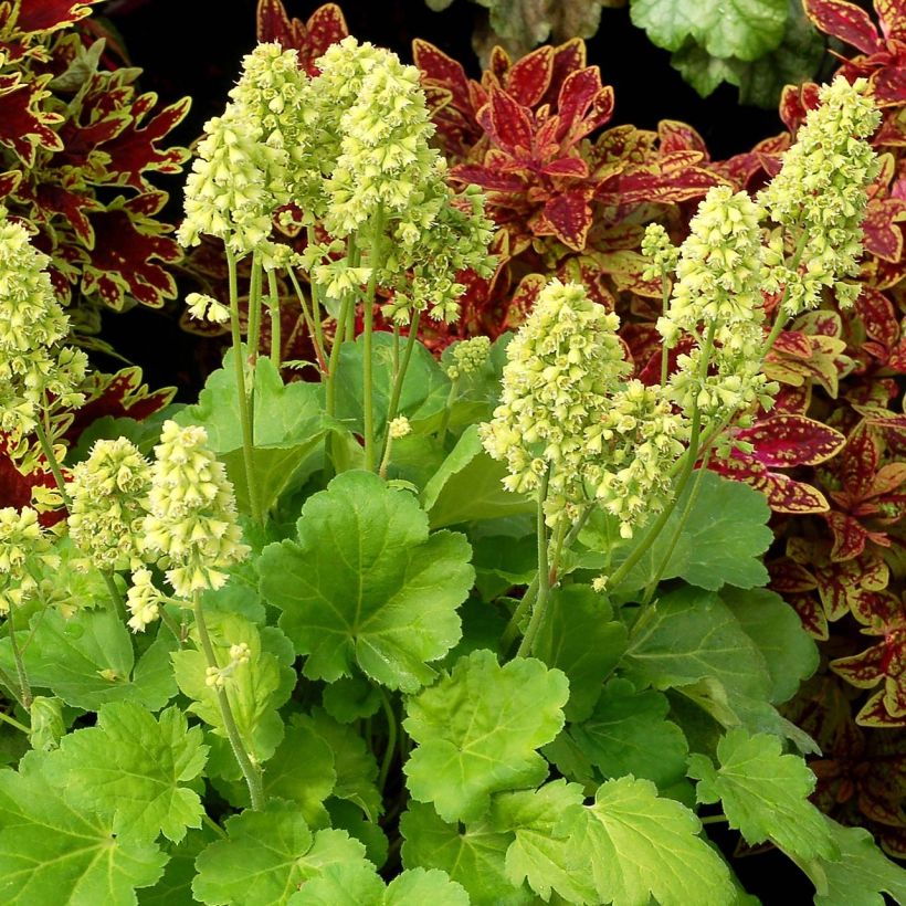 Heuchera Little Cutie Blondie in Lime (Plant habit)