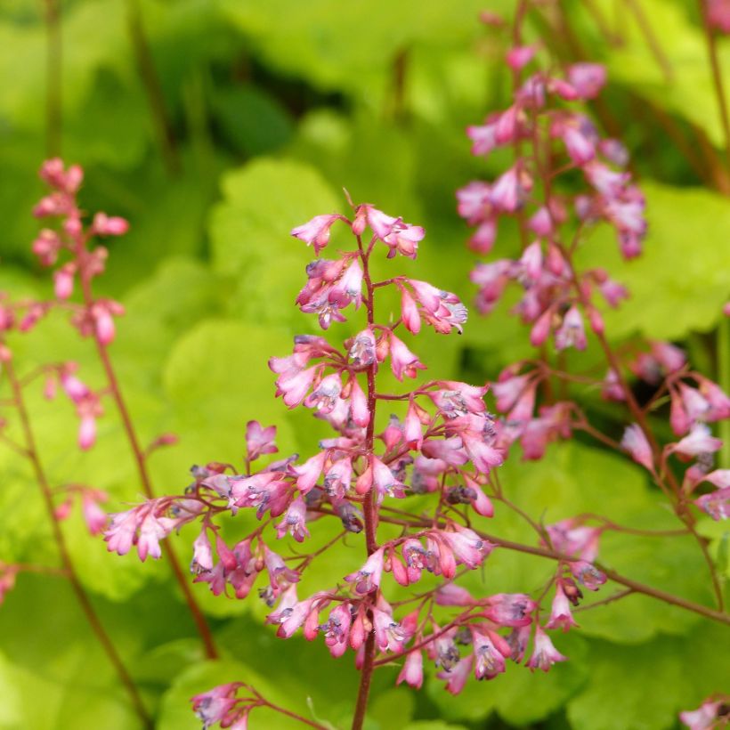 Heuchera Little Cuties Sweet Tart (Flowering)