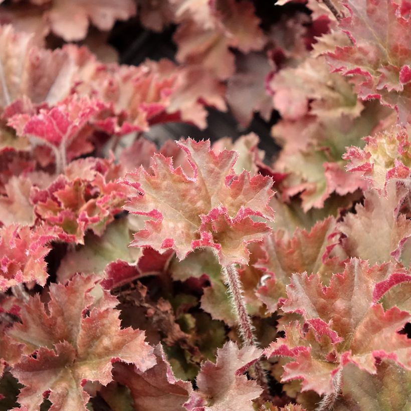 Heuchera micrantha Cappuccino (Fogliame)