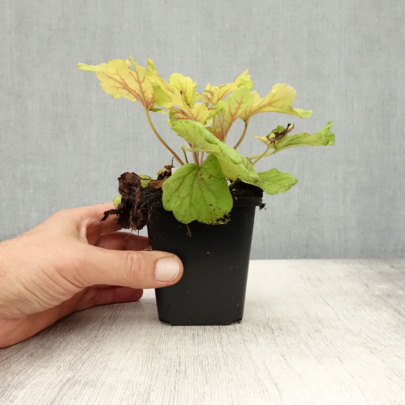 Esemplare di Heuchera Red Lightning Vasetto da 8/9 cm come consegnato in autunno