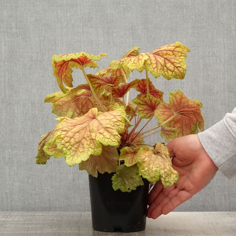 Example of Heuchera Red Lightning Vaso da 1,5L/2L as you get in printemps