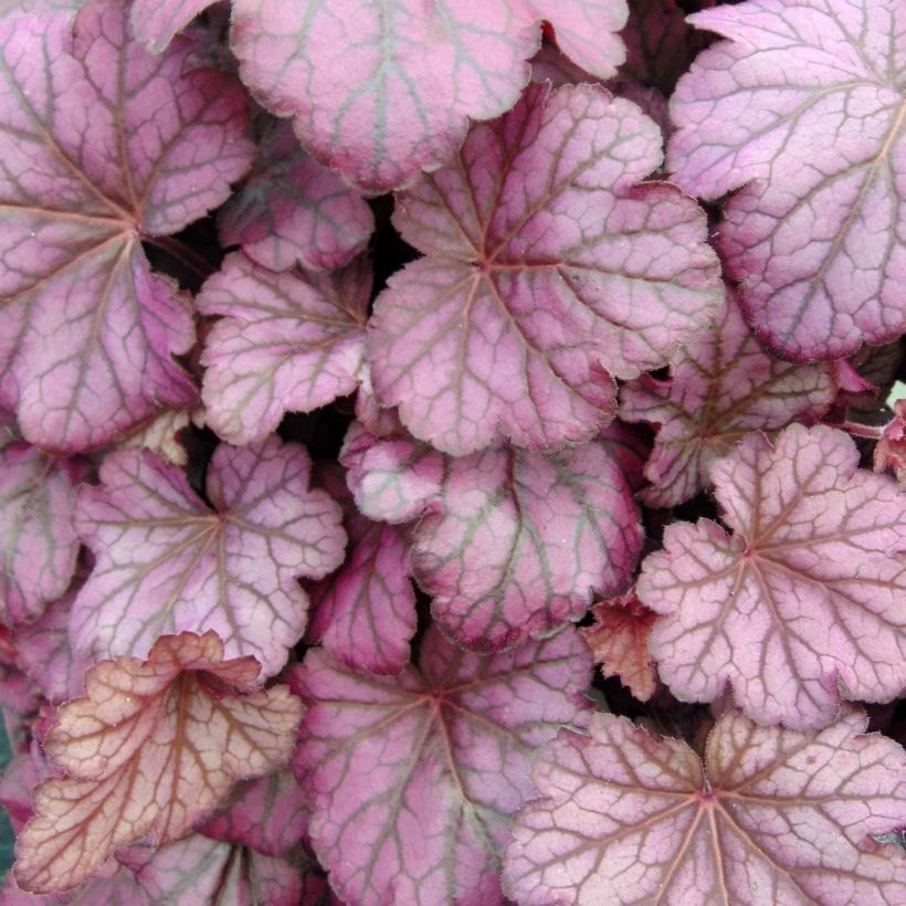 Heuchera Wild Rose (Foliage)