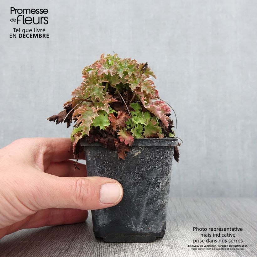 Esemplare di Heuchère - Heuchera Apple Crisp Godet de 8/9 cm come consegnato in autunno