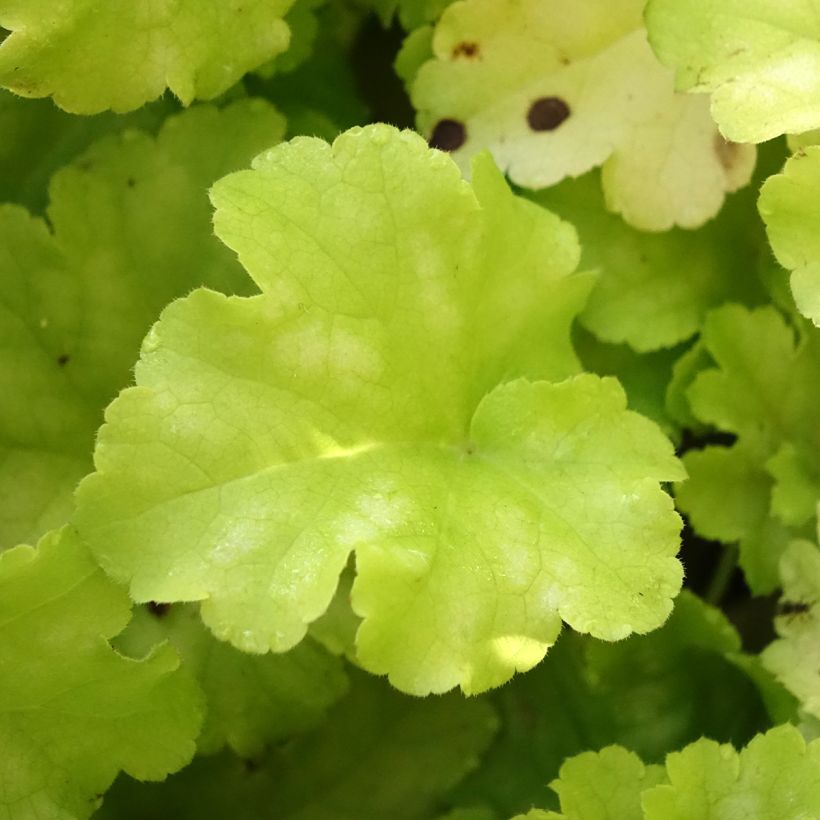Heuchera Apple Twist (Fogliame)