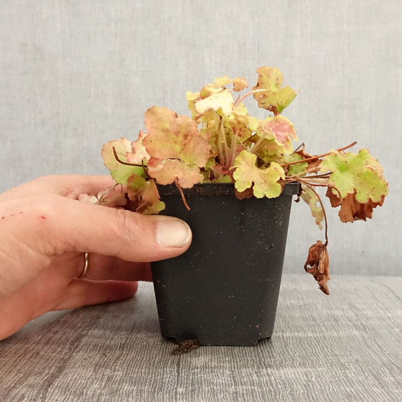 Heuchera Apple Twist Vasetto da 8/9 cm esemplare consegnato in primavera
