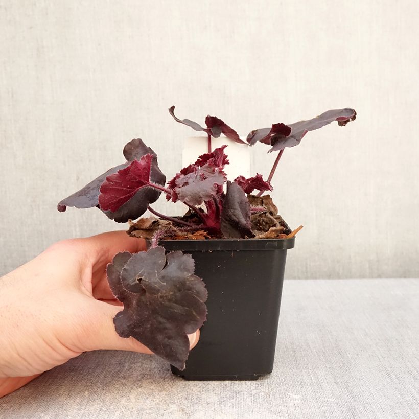 Heuchera Black Forest Cake Vasetto da 8/9 cm esemplare consegnato in inverno