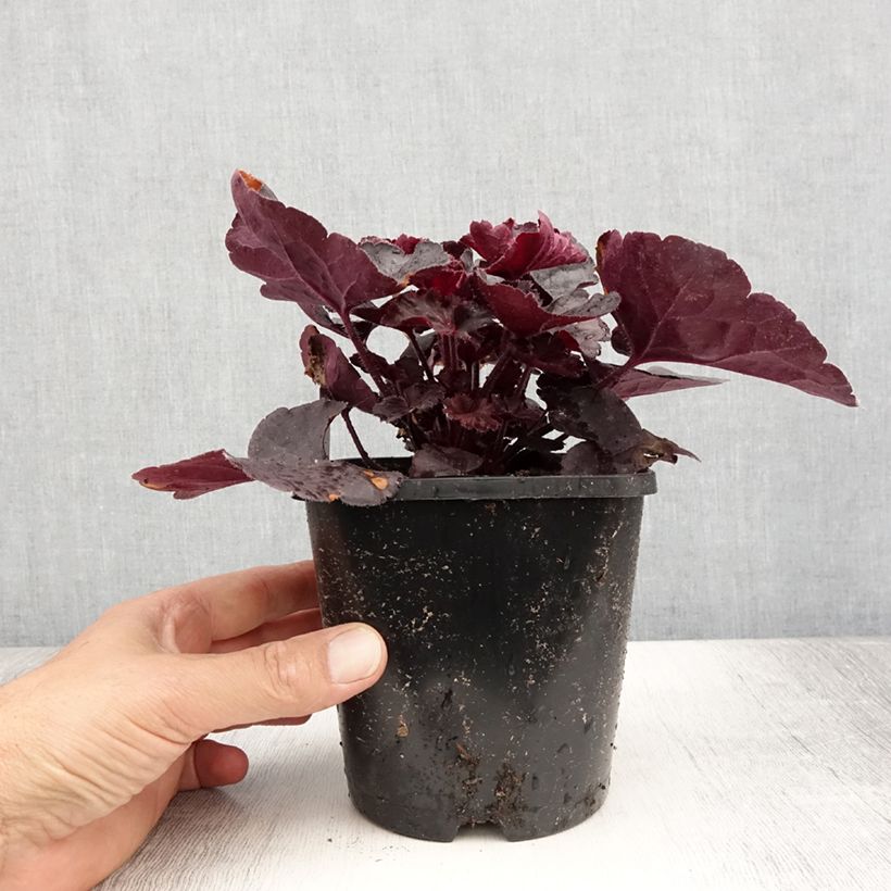 Esemplare di Heuchera Black Forest Cake Vaso da 1L/1,5L consegnato in estate