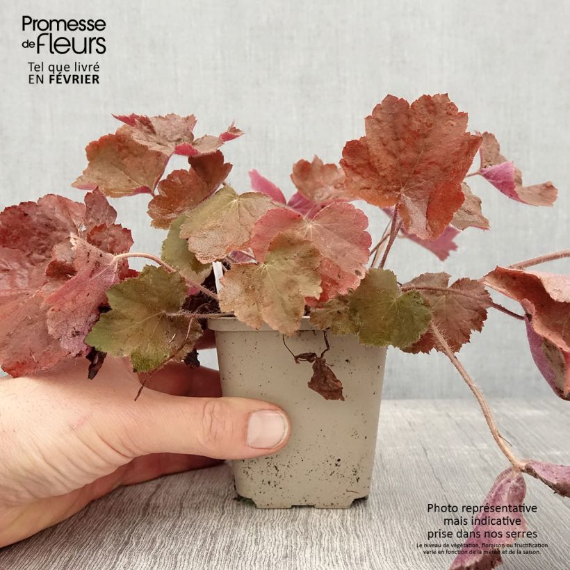 Heuchère - Heuchera Brownies Godet de 8/9 cm esemplare consegnato in inverno
