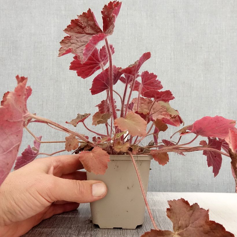 Example of Heuchera Brownies Vasetto da 8/9 cm as you get in printemps