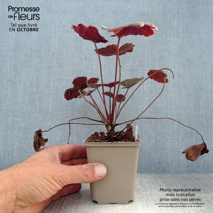 Esemplare di Heuchera Dark Magic Vasetto da 8/9 cm come consegnato in autunno