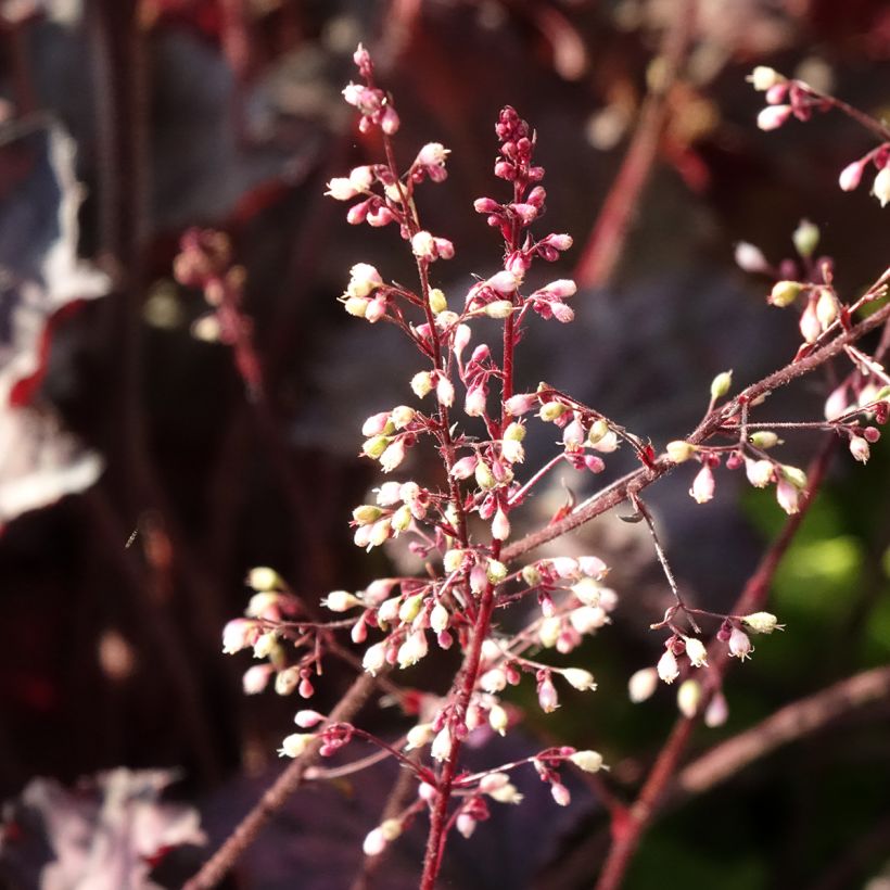 Heuchera Frosted Violet (Fioritura)