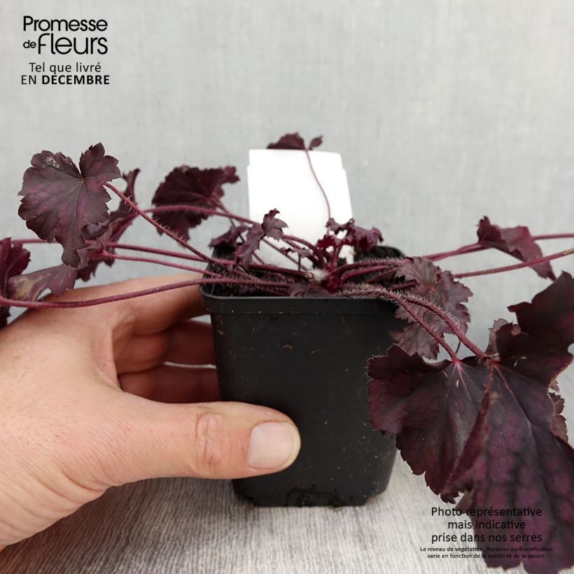 Esemplare di Heuchère - Heuchera Frosted Violet Godet de 8/9 cm come consegnato in autunno