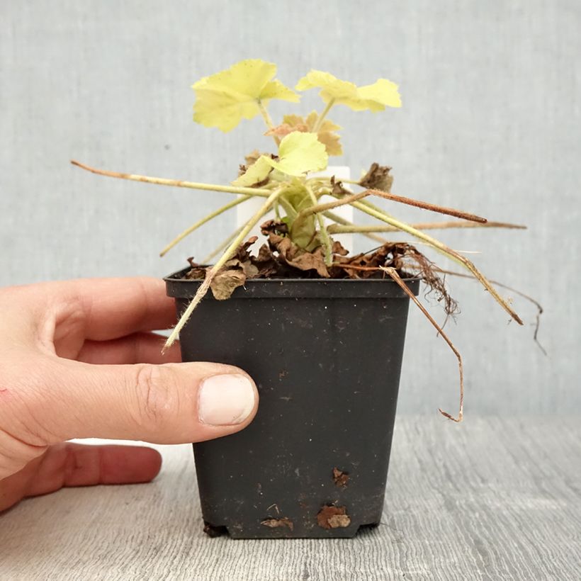 Heuchera Guacamole Vasetto da 8/9 cm esemplare consegnato in primavera