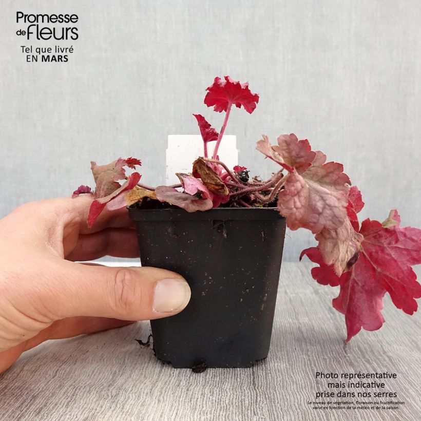 Example of Heuchera Berry Smoothie Vasetto da 8/9 cm as you get in printemps