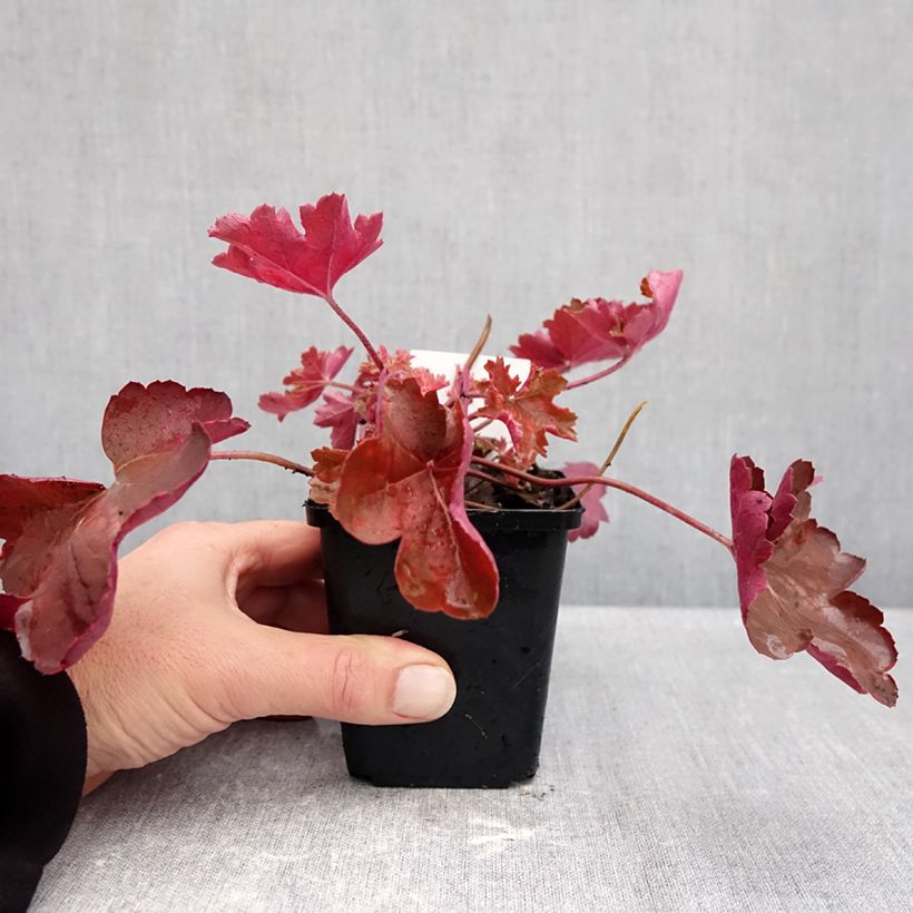 Esemplare di Heuchera Cherry Cola Vasetto da 8/9 cm come consegnato in autunno