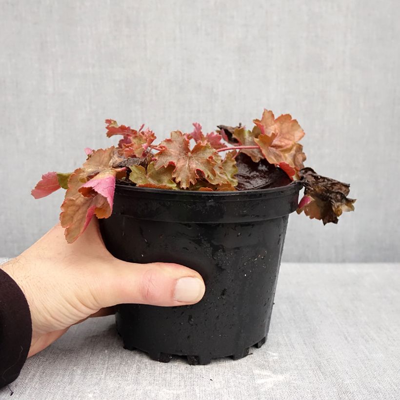 Esemplare di Heuchera Cherry Cola Vaso da 1,5L/2L come consegnato in autunno
